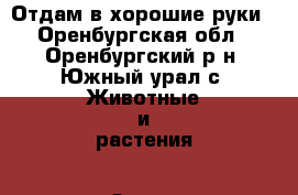 Отдам в хорошие руки - Оренбургская обл., Оренбургский р-н, Южный урал с. Животные и растения » Отдам бесплатно   . Оренбургская обл.